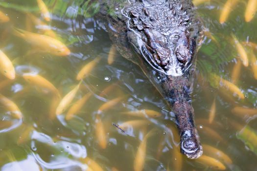 Crocodile gharial while  swimming on a swamp.