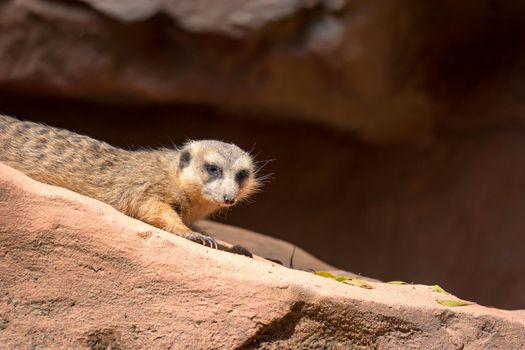A meerkat while standing and being watchful of the environment