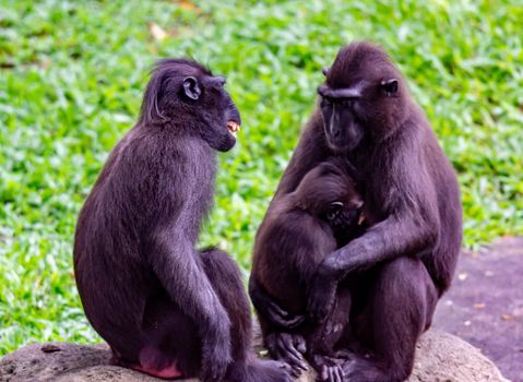 Celebes crested macaque also known as the crested black macaque, Sulawesi crested macaque, or the black ape Macaca. 