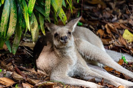 Eastern grey kangaroo  Macropus giganteus curiously looking and observing