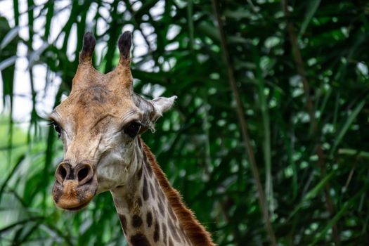 A closeup photo of a Giraffa camelopardalis Giraffe's head in a zoo somewhere in Asia