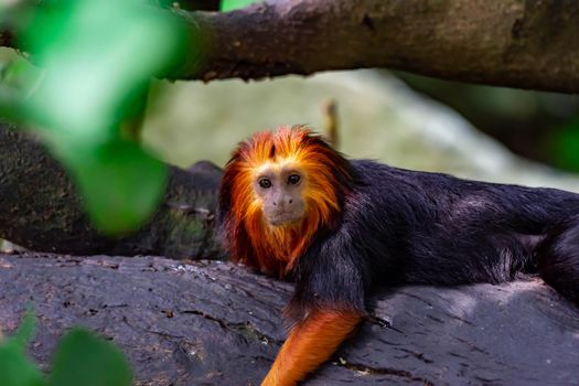 A closeup shot of a Golden-headed lion tamarin Leontopithecus chrysomelas Chordata while looking curiously