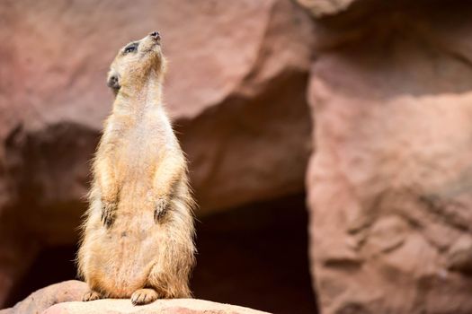 A meerkat while standing and being watchful of the environment