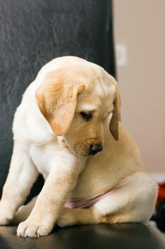 Labrador dog puppy sitting in chair