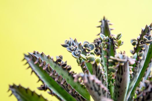 Small buds of kalanchoe sprout up on their leaves