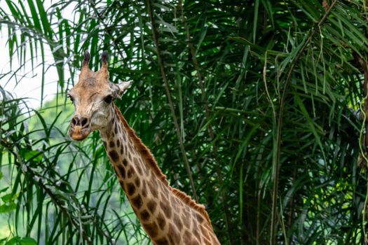 A closeup photo of a Giraffa camelopardalis Giraffe's head and long neck in a zoo somewhere in Asia