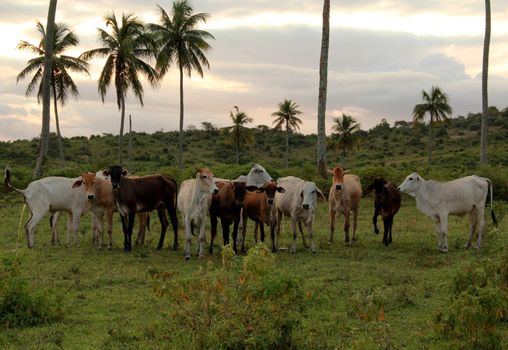 cattle breeding in bahia
