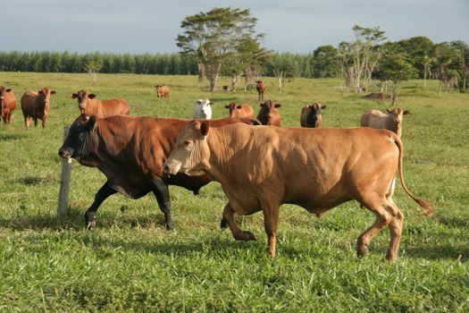 cattle raising in eunapolis