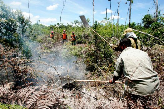 forest fire in bahia