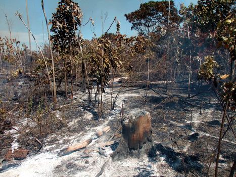 forest fire in bahia