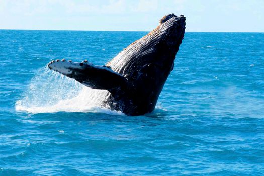 humpback whale sighting