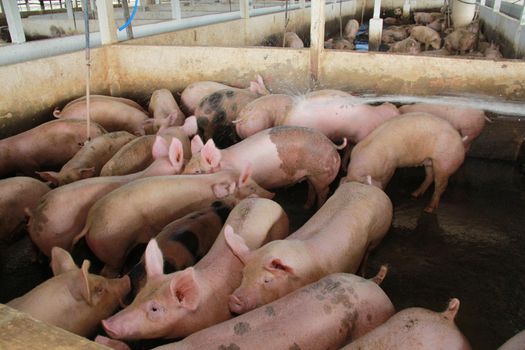 pig breeding in itabuna