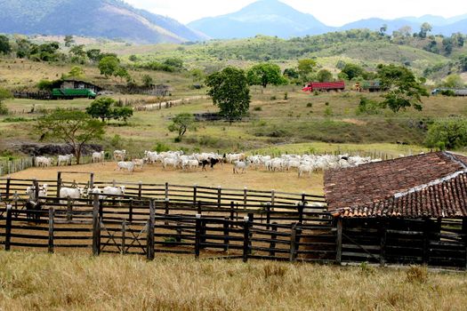 corral for cattle breeding in southern Bahia