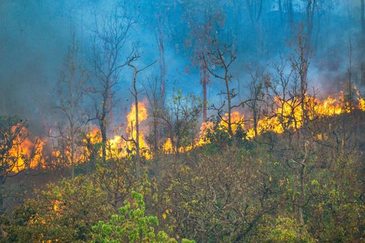 Amazon rain forest fire disaster is burning caused by humans