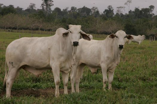 cattle breeding in Bahia farm