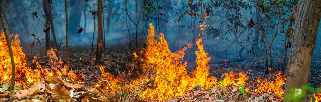 forest fire disaster is burning caused by humans