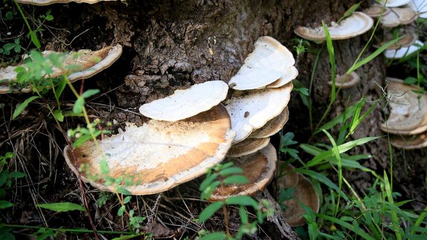 fungus on tree trunk