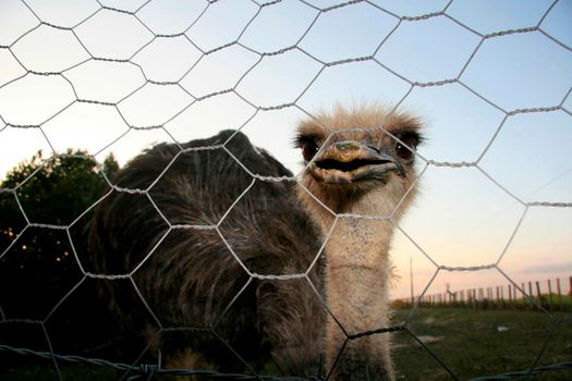 ostrich breeding in bahia
