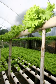  hydroponic lettuce in organic garden