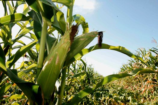 corn crop in bahia