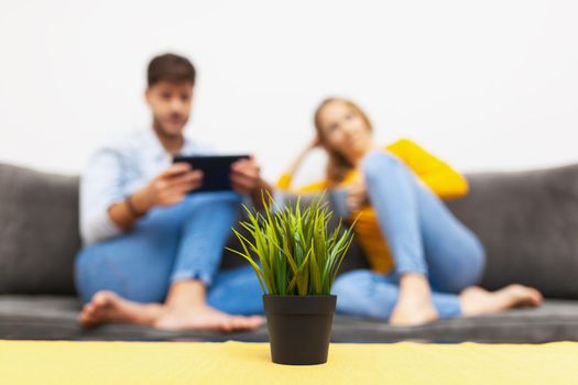 green plant on a table in living room. out of focus couple on a sofa