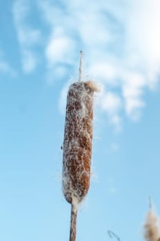 Fluffy cattail seeds. Natural background and texture