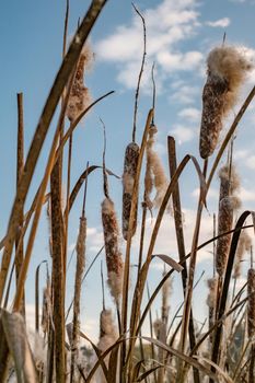 Fluffy cattail seeds. Natural background and texture