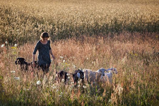 Shepherd with her goats, and her dog in meadow