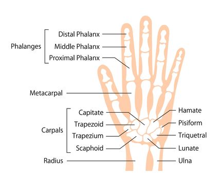 hand bone flat vector illustration (human anatomy)