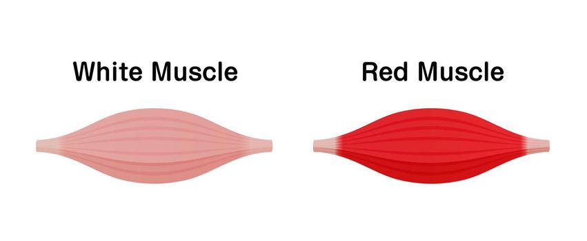 Difference between white muscle and red muscle. Vector illustration.