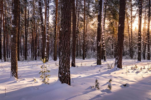 Sunset or sunrise in the winter pine forest covered with a snow. Sunbeams shining through the tree trunks.
