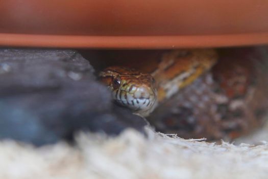 captive snake peeking out from its hiding place