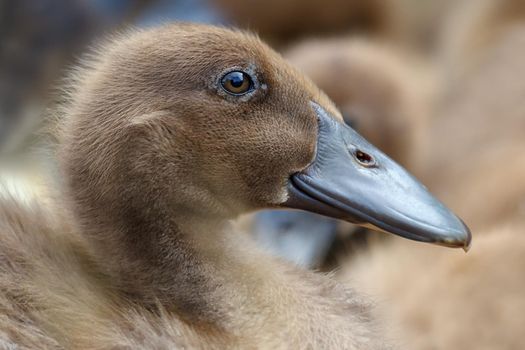 Portrait of young brown  nice and fluffy duckling