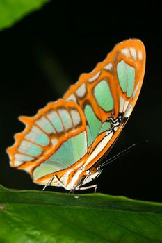 Tropical Butterfly, Napo River Basin, Amazonia, Ecuador