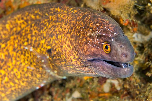 Giant Moray with Cleaner Shrimp, Lembeh, North Sulawesi, Indonesia
