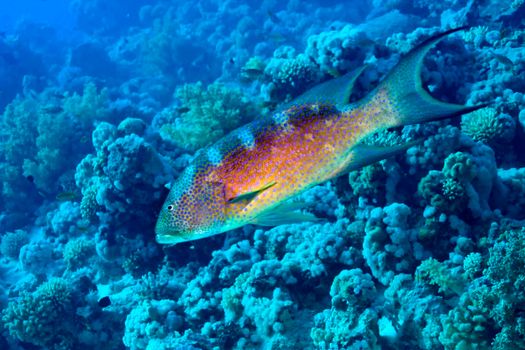 Coral Reef Grouper, Red Sea, Egypt