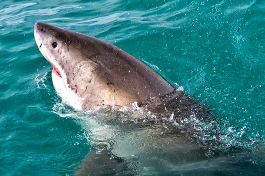 Great White Shark, Gansbaai, Western Cape, South Africa 