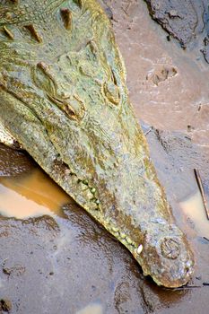 American Crocodile, Boca Tapada, Costa Rica