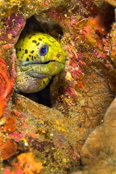 Spot-face Moray, Lembeh, North Sulawesi, Indonesia