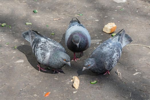 Three gray doves peck a piece of bread on the ground