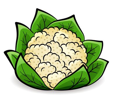 Vector cauliflower design drawing isolated