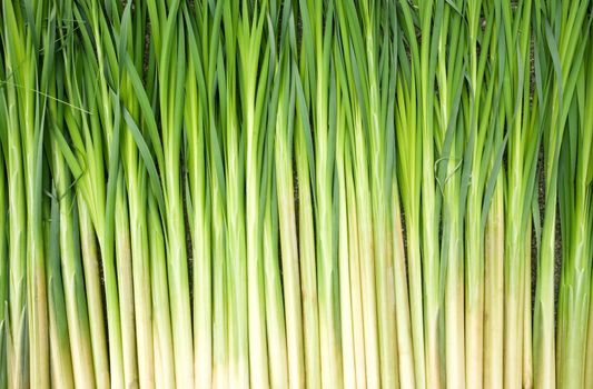 green reeds