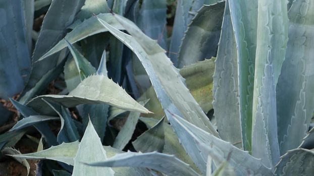 Agave leaves, succulent gardening in California, USA. Home garden design, yucca, century plant or aloe. Natural botanical ornamental mexican houseplants, desert arid climate decorative floriculture