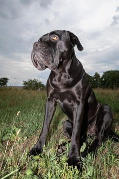 Sheeny black cane corso dog in the meadow