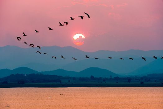 Beautiful nature landscape birds flock flying in a row over lake water red sun on the colorful sky during sunset over the mountains for background at Krasiao Dam, Suphan Buri in Thailand
