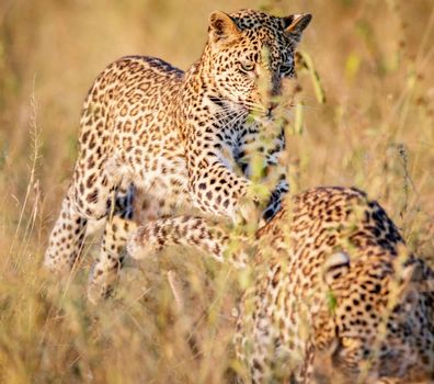 Zimbabwe wildlife pictures