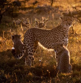 Zimbabwe wildlife pictures
