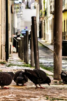 Pigeons eating on a cobblestone street of Lisbon