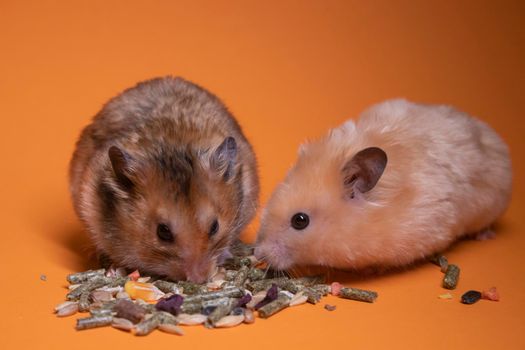 two, brown and beige, hamsters mouses eating food for rodents isolated on orange background. pest, pets