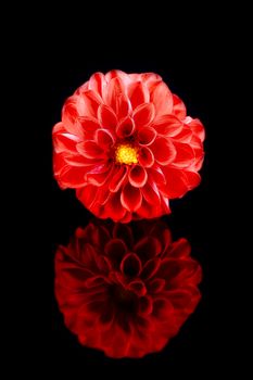 Dahlia Flower With Reflection
